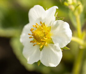 Fototapeta premium white strawberry flower on green background