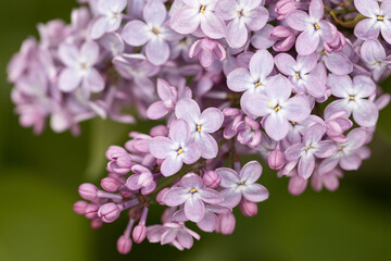 lilac flowers on a branch as a background