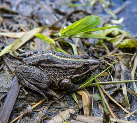 common frog sits in the water
