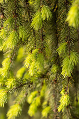 young spruce branches as a background