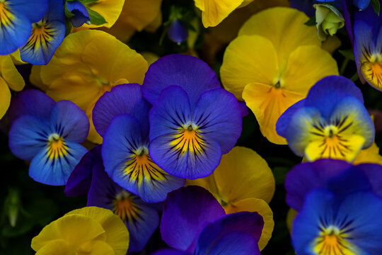 Background with flowers. Yellow and blue viola flowers .Pansies flower