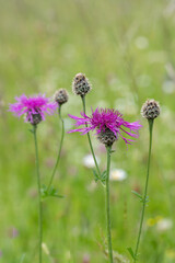 Closeup of greater knapweed flower (Centaurea scabiosa).