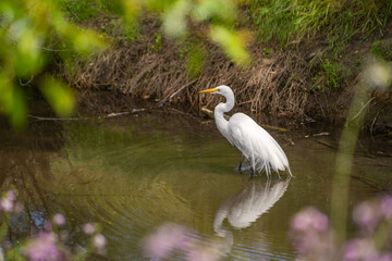 Great Egret (Ardea alba) stands in shallow water waiting for a prey. 