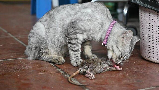 Footage of Cat eating rat. Cats are most likely to eat rats when they are hungry.