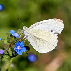 butterfly on a flower