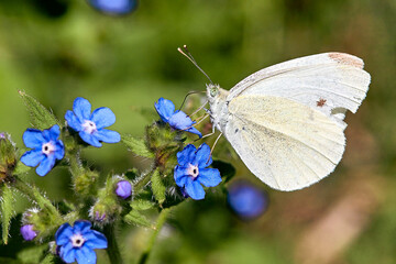 butterfly on a flower