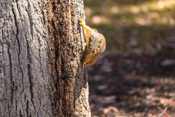 Fototapeta premium Eastern Fox Squirrel (Sciurus niger) sits in a tree. 