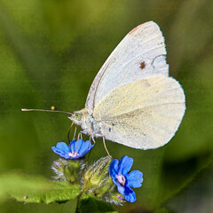 butterfly on a flower