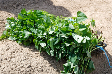 sweet potato seedlings on the field ready for transplanting 