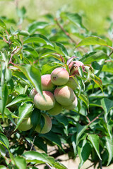 Japanese plum fruits on the tree 