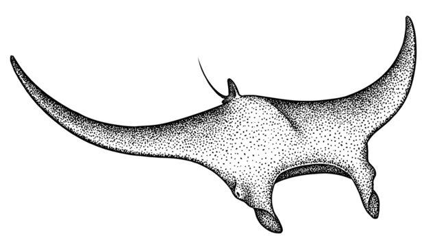 black and white dotted ray swimming clip art preview