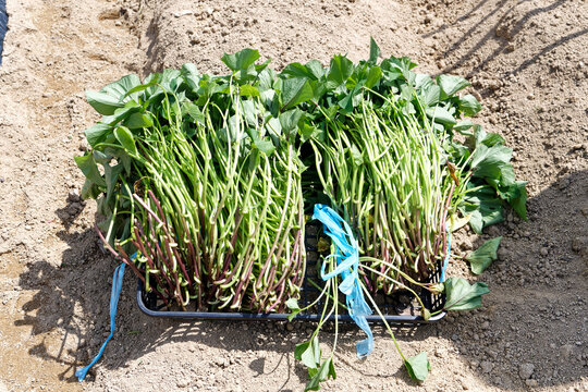 sweet potato seedlings on the field ready for transplanting 