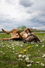 Pies w stokrotkach © Aruru