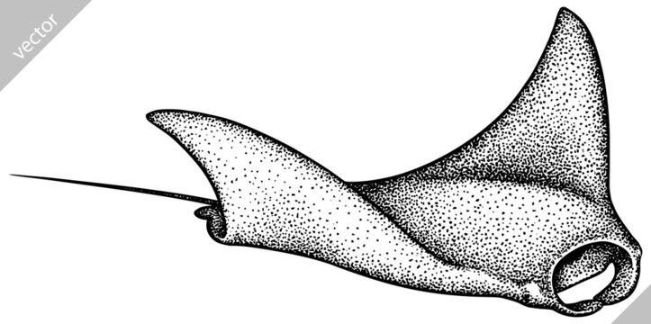 black and white stingray swimming clip art preview