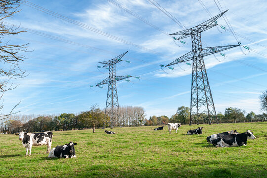Vaches Prim Holstein sous une ligne &agrave; haute tension RTE traversant une prairie