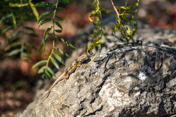 Eastern Fence Lizard (Sceloporus undulatus) sitting on a rock. 