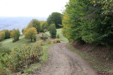 Obraz premium path in the autumn forest