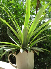 Obraz premium aloe vera plant in pot