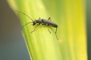 Closeup on a small longhorn beetle , Grammoptera ruficornis sitting on a bamboo leaf
