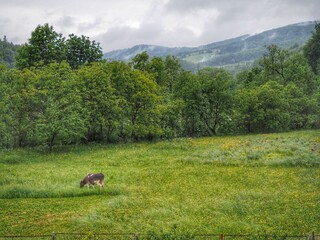 cows in the mountains
