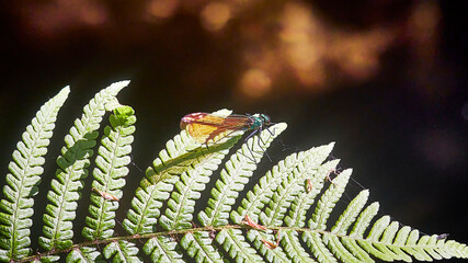 dragonfly on fern