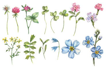 A large watercolor set of wild flowers collected . Clover, forget-me-not and other wild flowers isolated on white background. Botanical illustration, floral set.