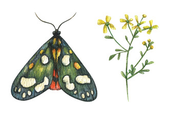 Watercolor illustration of a green realistic butterfly and yellow wildflowers. Isolated on white background. Botanical illustration, floral set and wildlife.