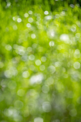 abstract blurred green background, nature bokeh