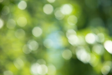 abstract blurred green background, nature bokeh