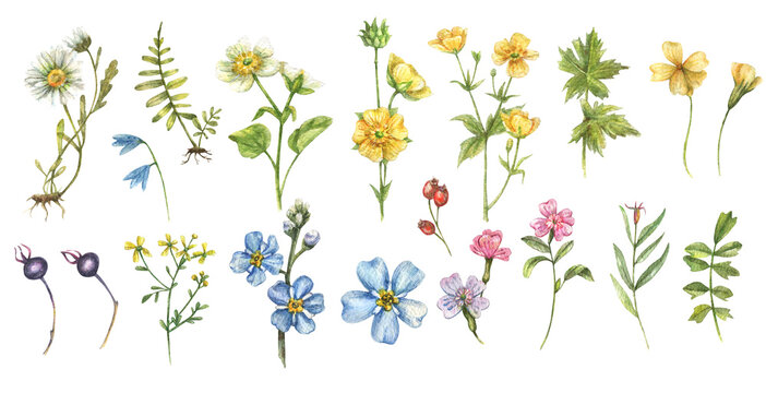 Large watercolor set of wildflowers. Clover, forget-me-not and other wild flowers isolated on white background. Botanical illustration, floral set.