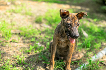 Close-up background view of the small dog Pomeranian, with a playful character and likes to play with the owner, with blurred movements while waiting for food.