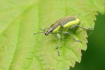 Closeup on a Yellow banded leaf weevil, Chlorophanus viridis sitting on a green leaf