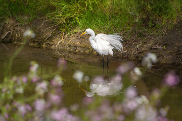 Great Egret (Ardea alba) stands in shallow water and drying its feathers by shaking.