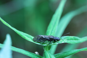 caddis fly siting in green reeds 