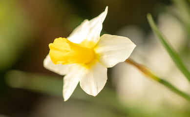 Naklejka na ściany i meble Yellow narcissus flower in nature.