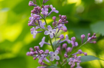 Beautiful lilac flowers in nature.