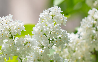 Beautiful white lilac flowers in nature.