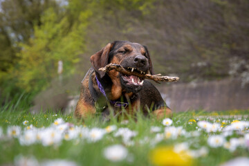 Pies w stokrotkach © Aruru