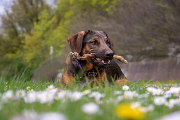 Pies w stokrotkach © Aruru