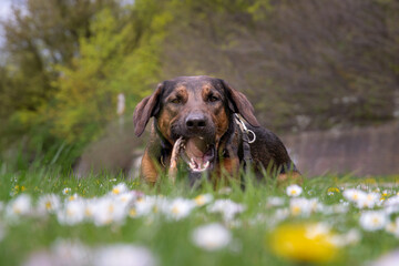 Pies w stokrotkach © Aruru