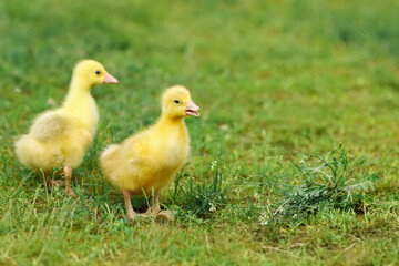 two fluffy goslings walks on green grass