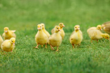 little fluffy goslings walks on green grass