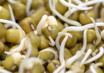 Sprouted mung beans as background.
