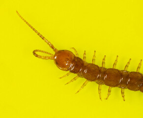 Centipede isolated on yellow background.