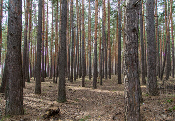 Obraz premium Trunks of coniferous trees in the forest as a background.
