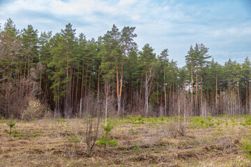Pine trees in the forest as a background.