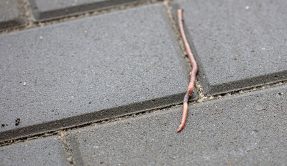 Earthworm on paving slabs after rain.