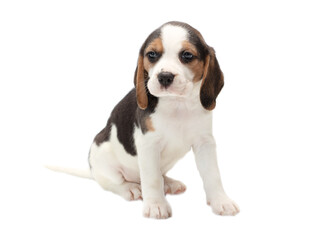 Dog puppy isolated on white background.