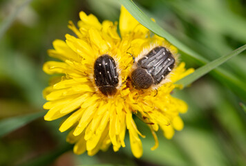 Beetles on yellow dandelion flower in spring.
