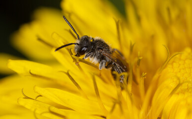 Bee on yellow dandelion flower in spring.